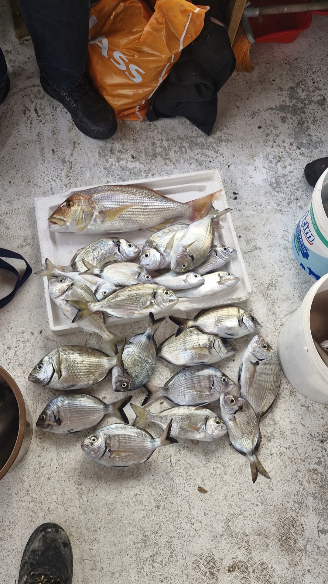 Fish caught during an Eski Foca fishing tour