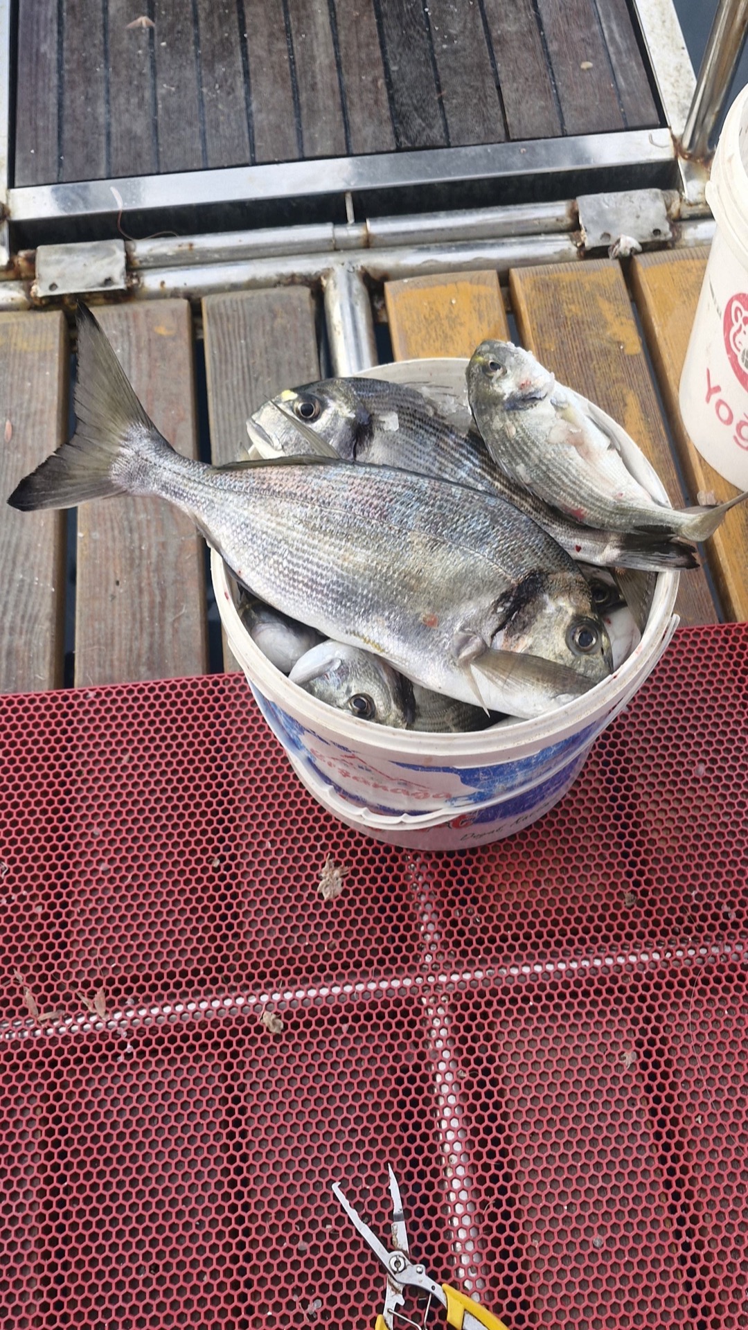Fish in a bucket during the fishing tour