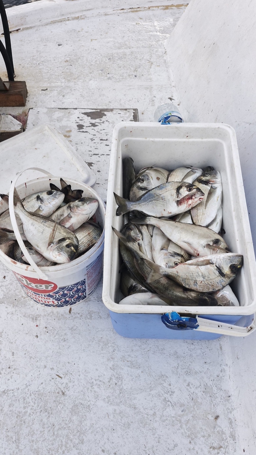 Fish caught on the boat